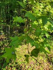 Liquidambar styraciflua