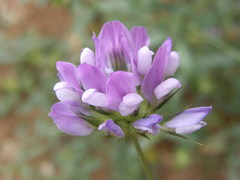 Bituminaria bituminosa