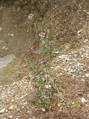 Bituminaria bituminosa