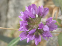 Bituminaria bituminosa