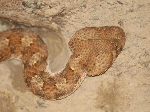 Photo of a Horned Adder (Bitis caudalis)