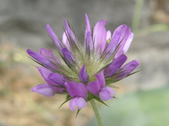 Bituminaria bituminosa