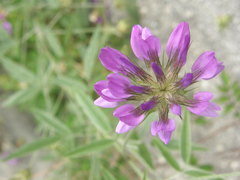 Bituminaria bituminosa