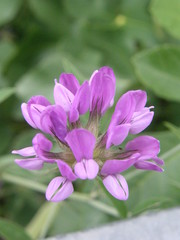 Bituminaria bituminosa