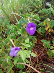 Achimenes
