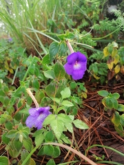 Achimenes