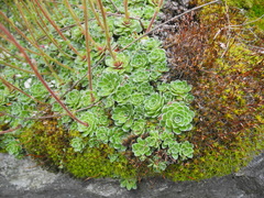 Saxifraga paniculata