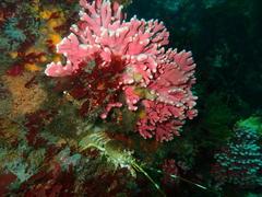 Stylaster nobilis