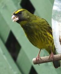 Crithagra scotops umbrosa