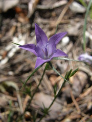 Campanula rapunculus