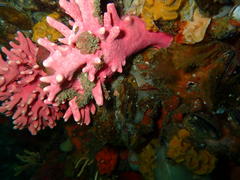 Stylaster nobilis