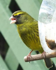 Crithagra scotops umbrosa