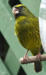 Crithagra scotops umbrosa