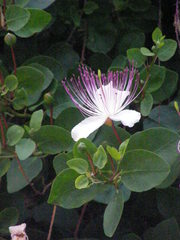 Capparis orientalis