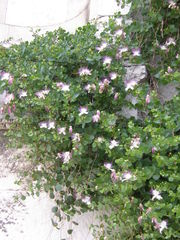 Capparis orientalis