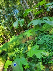 Liriodendron tulipifera