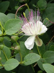 Capparis orientalis