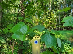 Liriodendron tulipifera