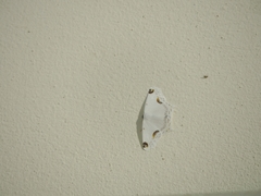 Sericoptera mahometaria