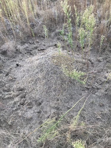 Mound-building Mouse