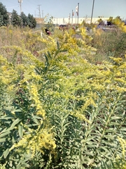 Solidago altissima