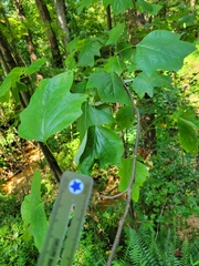 Liriodendron tulipifera