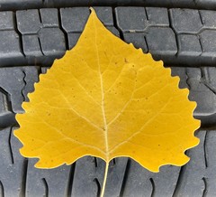 Populus deltoides monilifera