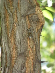Cicada orni