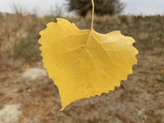 Populus deltoides monilifera