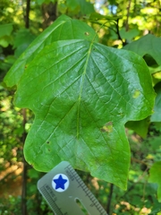 Liriodendron tulipifera