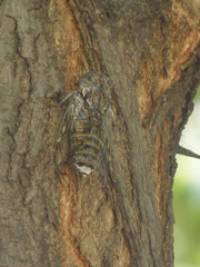 Cicada orni