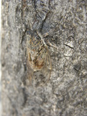 Cicada orni