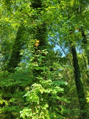 Liriodendron tulipifera