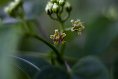 Cynanchum jaliscanum