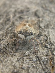 Cicada orni