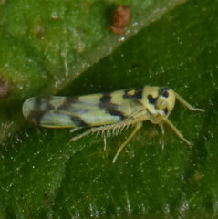 Eupteryx atropunctata