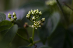 Cynanchum jaliscanum