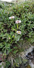 Erigeron alpinus