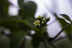 Cynanchum jaliscanum