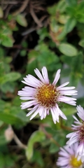 Erigeron alpinus