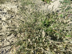 Sporobolus alopecuroides