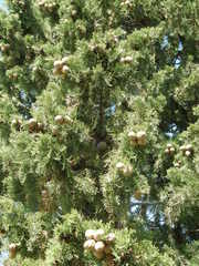 Cupressus sempervirens