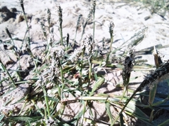 Sporobolus alopecuroides