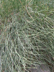 Ephedra foeminea