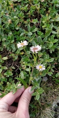 Erigeron alpinus