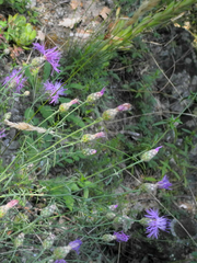 Centaurea vallesiaca