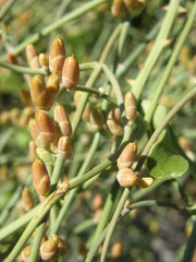 Ephedra foeminea