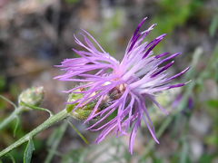 Centaurea vallesiaca