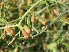 Ephedra foeminea