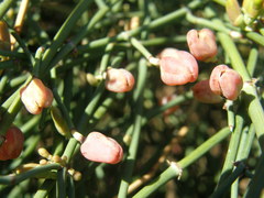 Ephedra foeminea